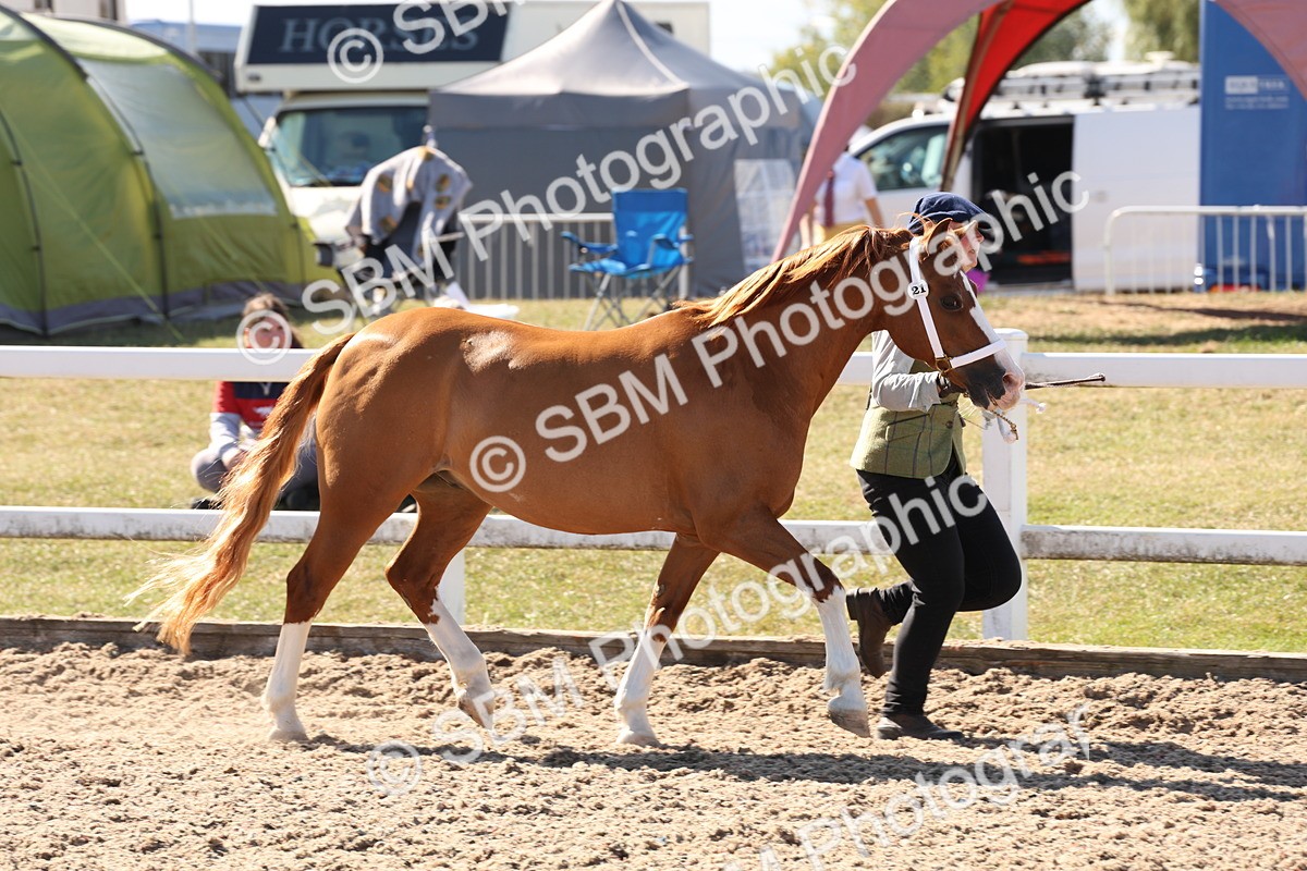 SBM_13909 - Class 205 - IH Show Pony - Show Hunter Pony