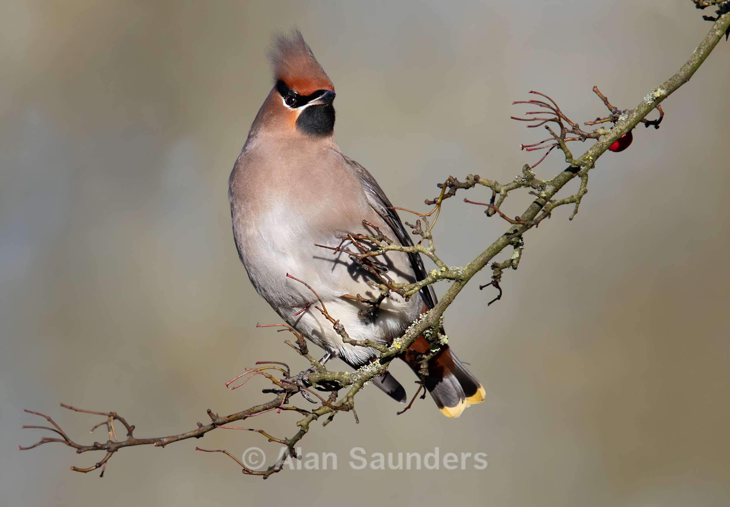 Waxwing 9