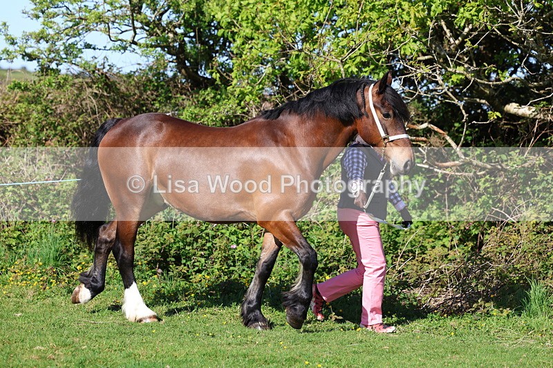 3E7A8508 - Class 13: M & M Large Breeds