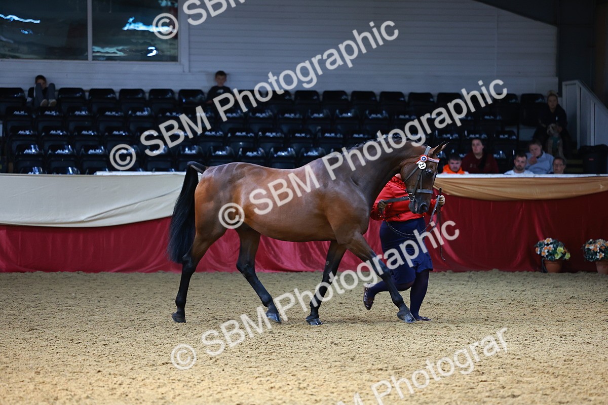 SBM_22331 - Class 902 - Supreme Final - IH Diamond