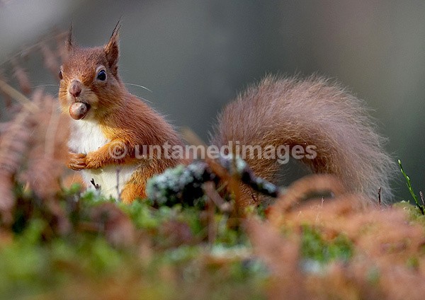 Red squirrel - United Kingdom