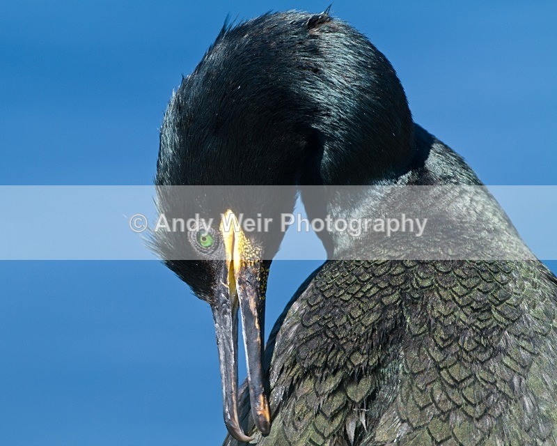 20120531-_MG_9761 - Cormorants & Shags