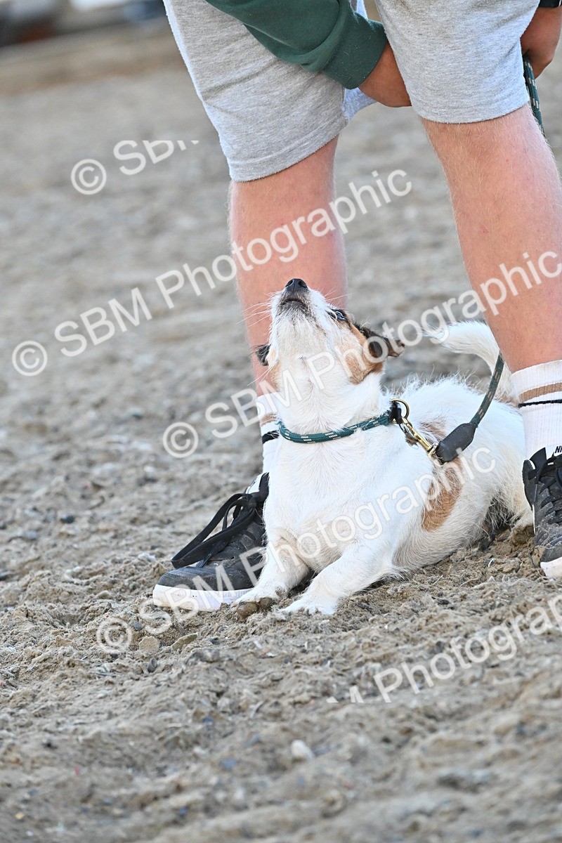 SBM_09572 - Lorry Dogs