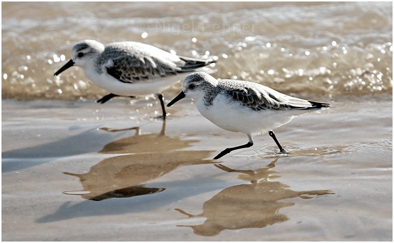 Ready Steady Go - Sanderlings and Turnstones