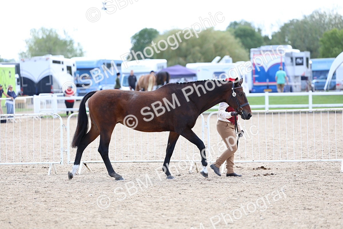 SBM_15320 - Class 312 - IH Competition Horse-Pony