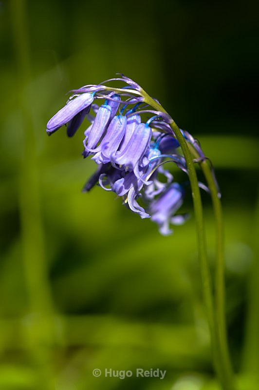  - Bluebells