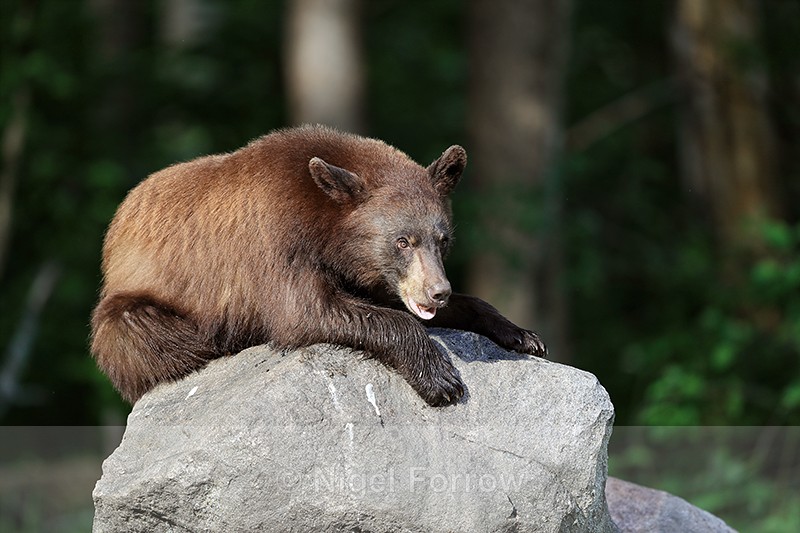 Black Bear on rock, Minnesota, USA - American Black Bear