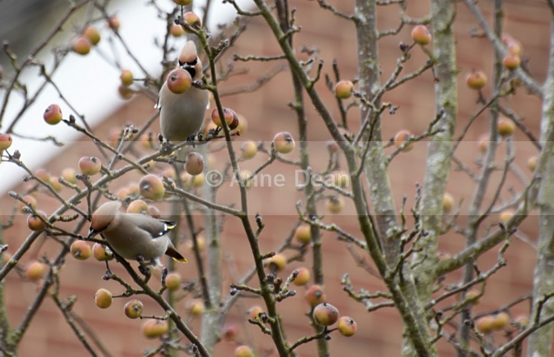 Two much sought after Waxwings! - Wildlife in the UK
