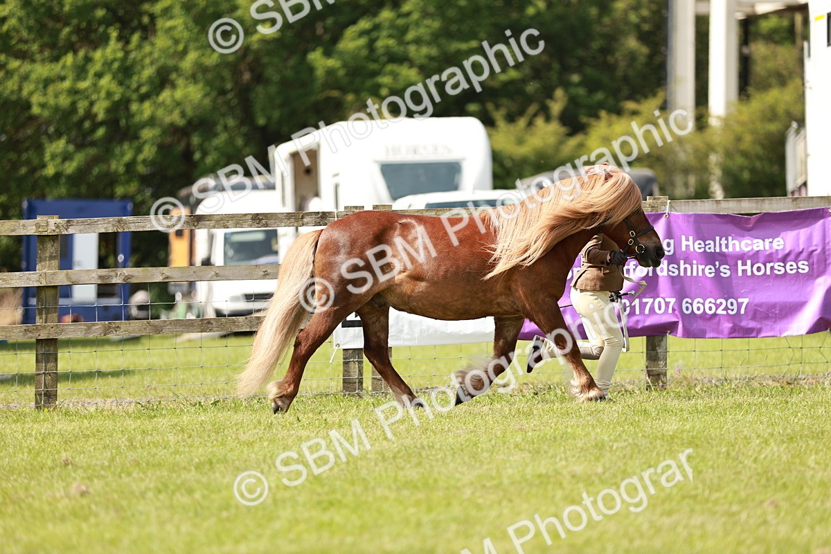 SBM_02450 - Class 14-23 - Mountain & Moorland In Hand Non Welsh