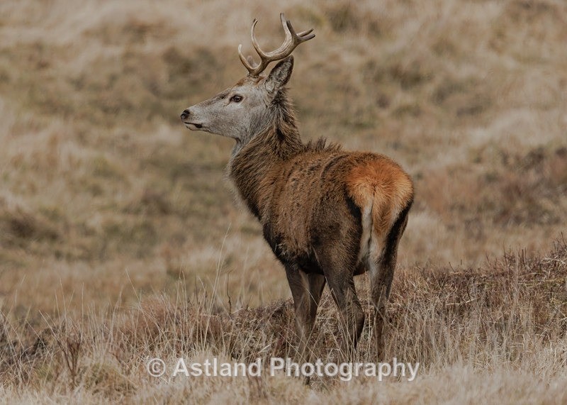 Red Deer - Latest Images