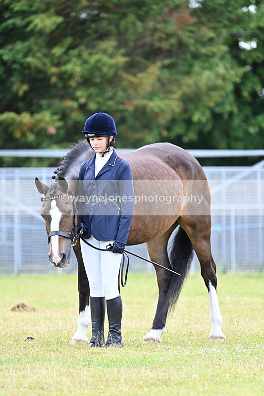 WJ7_7029 - Class 5a Most Handsome Gelding in Hand