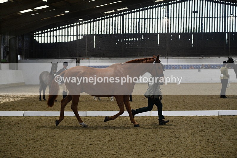 WJ5_3627 - Class 5 In Hand Veterans