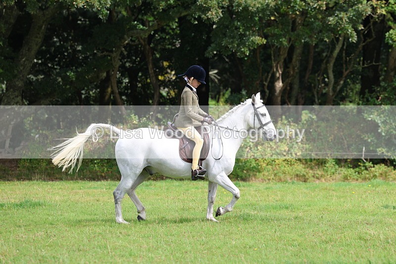 3E7A5840 - Class 26 and 27: 70cm Working Hunter