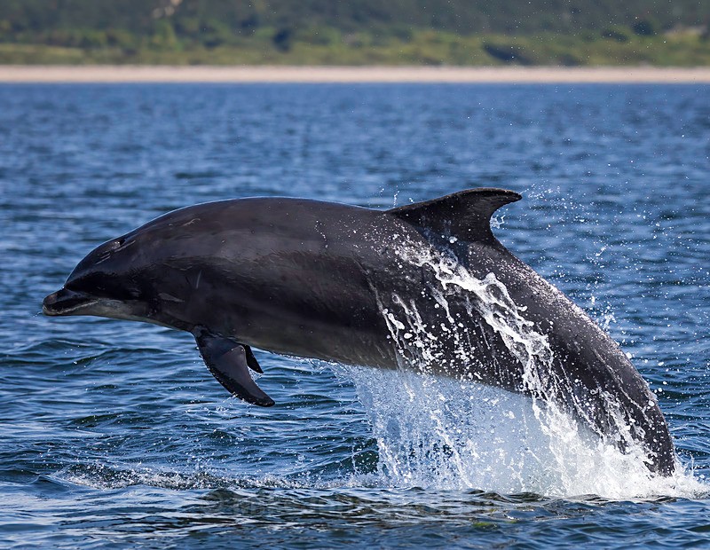 Chanory point, Bottle nose dolphins - Dolphins, Whales & Orcas. Scotland, Iceland, Azores & Madeira