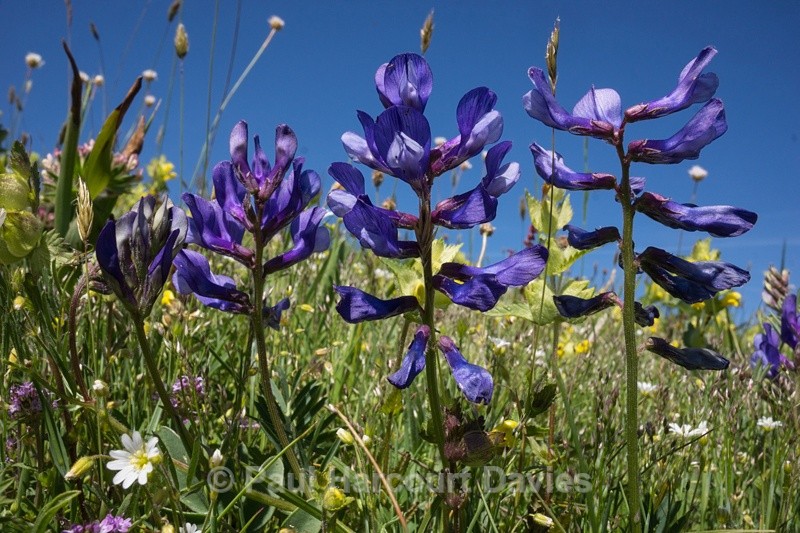  - Plants: wide-angle
