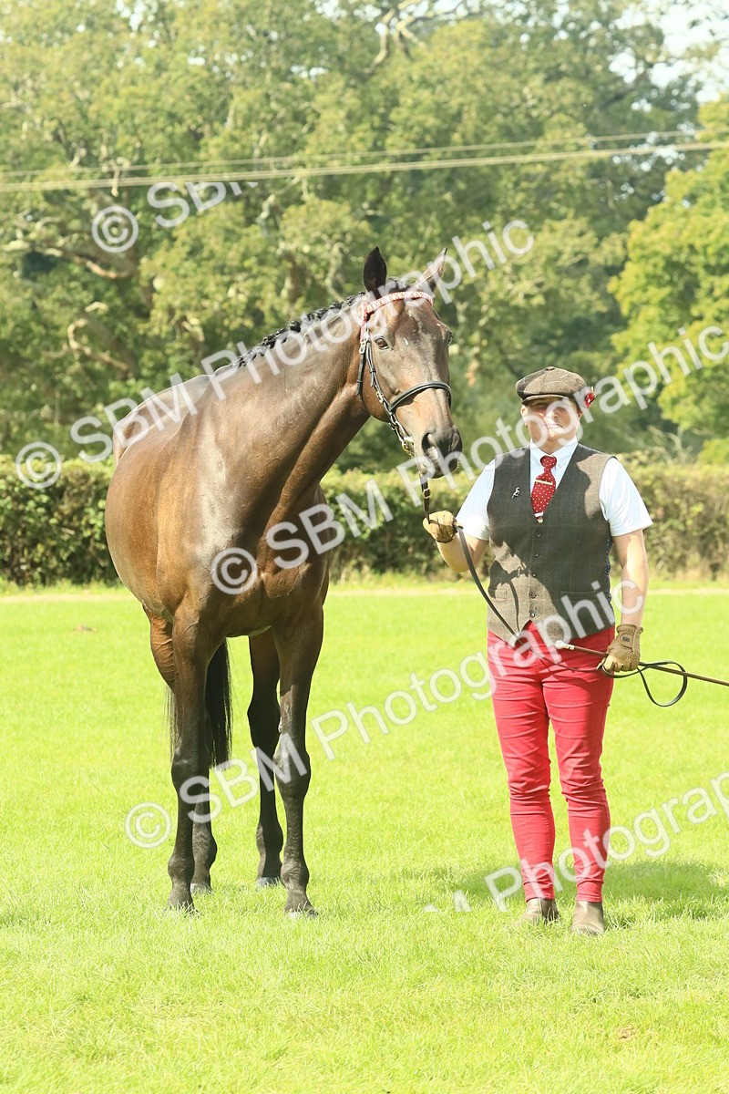 SBM_66407 - S34 - Rehabilitated Rescue Horse & Pony In Hand & Ridden