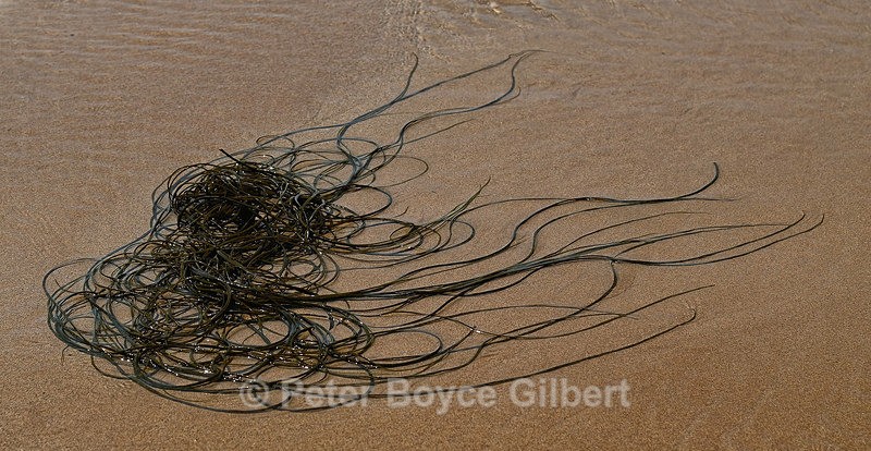 Seaweed - The Coast