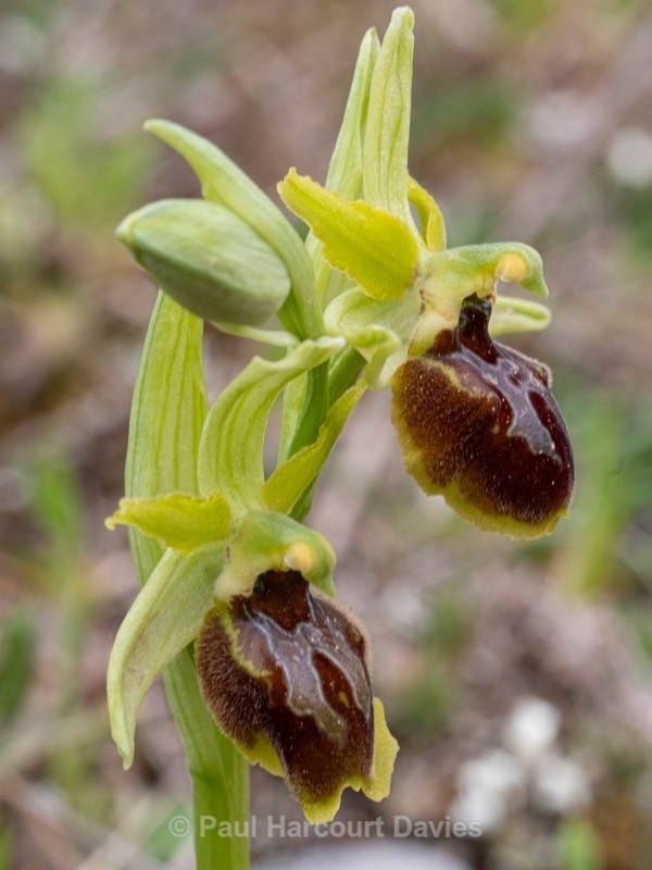 Archipelago Orchid (Ophrys archipelagi)…  synonymous with O.x arachnitiformis or  O x arachnitiformis Nm ‘archipelagiT - Gargano - Wild Orchids