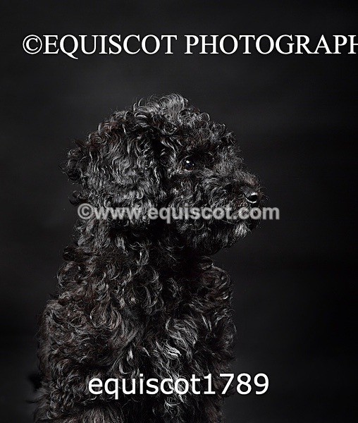 equiscot1789 - BONNIE