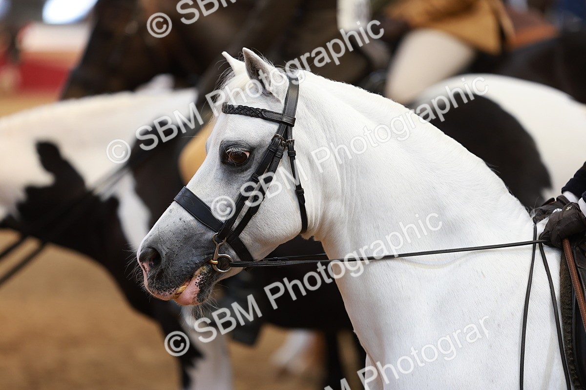 SBM_10598 - Class 103 - HOYS Veteran Qualifier - Ridden Pre Vet