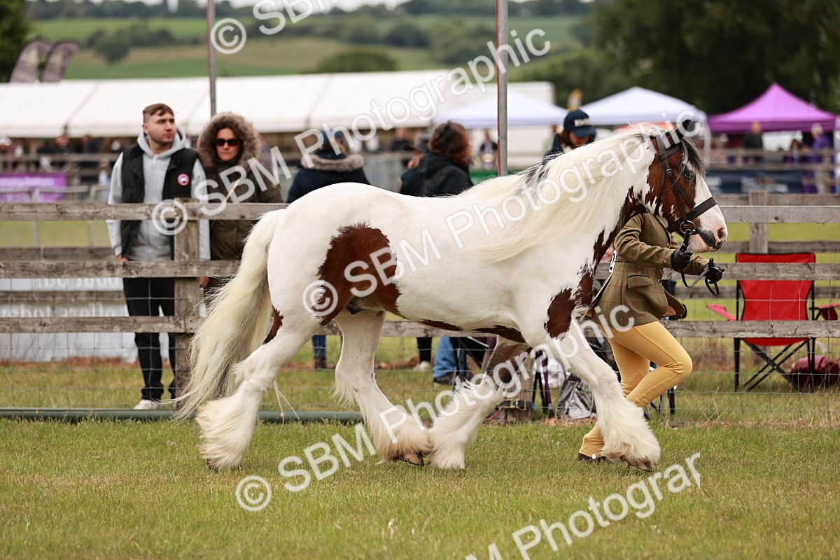SBM_06038 - Class 39-41 TGCA In Hand and Ridden