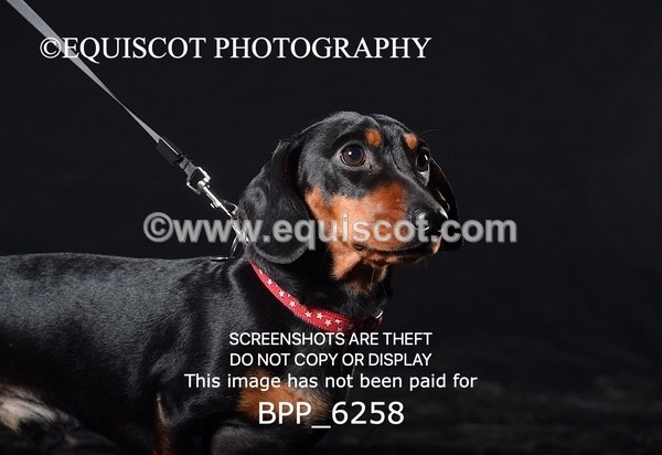 BPP_6258 - LESLEY GRANGER DOGS