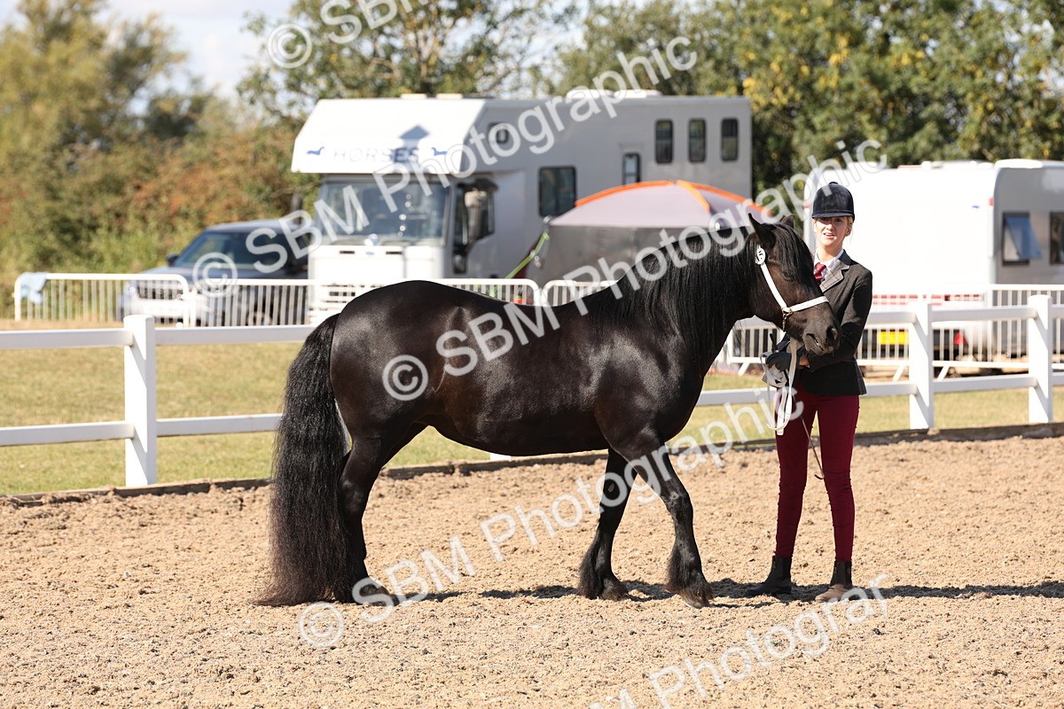 SBM_13903 - Class 205 - IH Show Pony - Show Hunter Pony