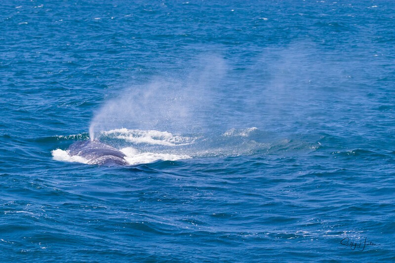 Big blow 0A3A6571 - Humpback Whales