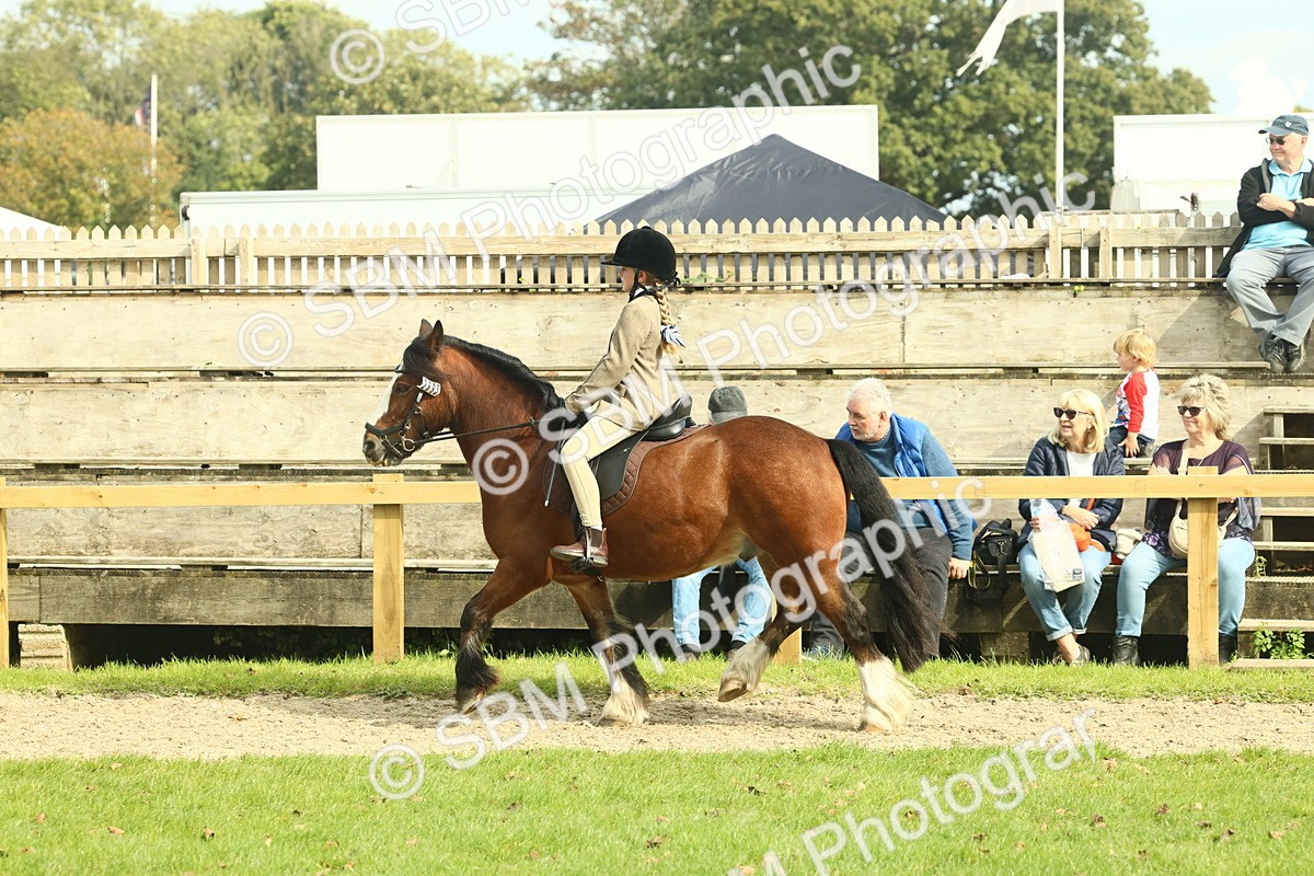SBM_69052 - S58 - Mini Show Cob Ridden