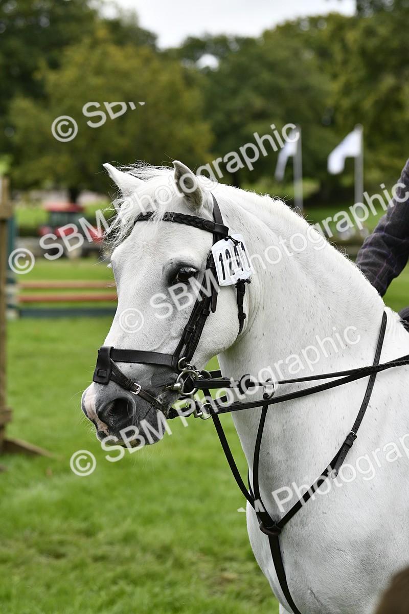 SBM_41297 - S32 - Mountain & Moorland Working Hunter Pony