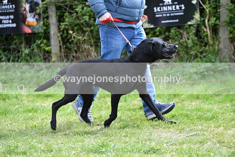 WJ5_9587 - Class 3 Most Handsome Dog