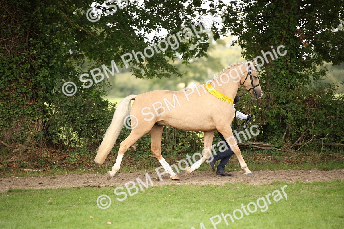 SBM_62914 - In Hand Horse Supreme Championship