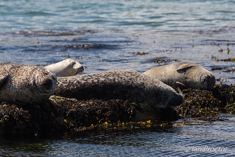 Contentment - Seals at Mill Bay, Rathlin Island, N.Ireland. - Nature