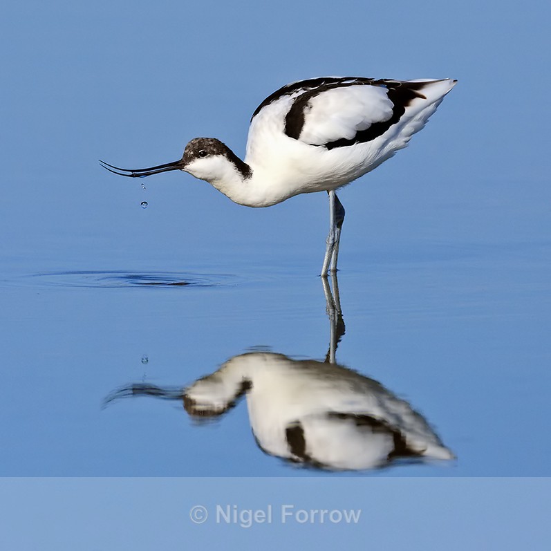 Avocet drinking in the lagoon at Brownsea Island - Avocet