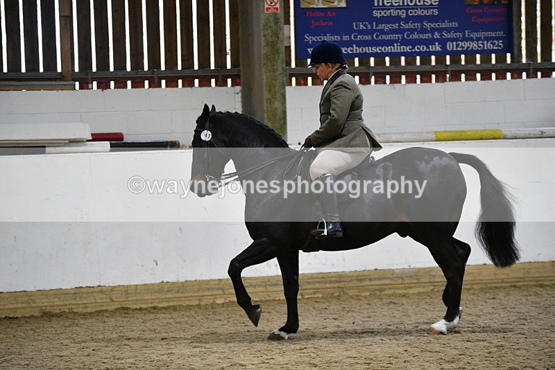 WJ5_7817 - Class 13 Ridden Part Breed