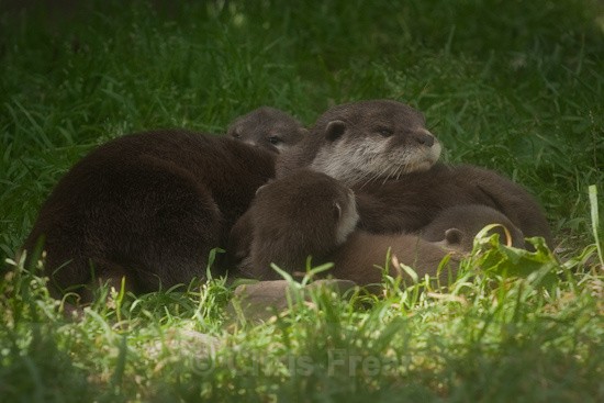 4 - Otters