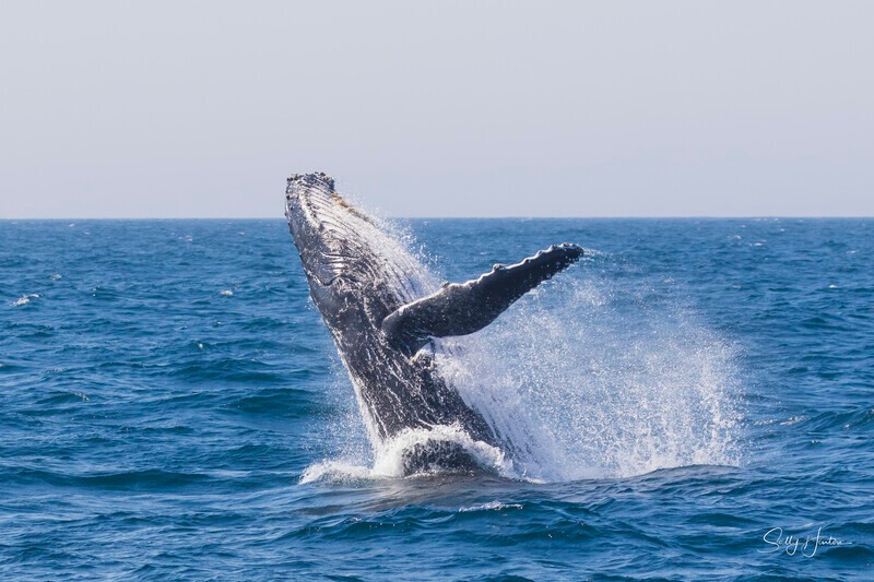0A3A0435 - 2024 Whale Photos