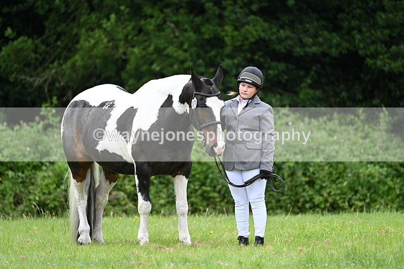 WJ7_3789 - Class 14A Handsome Gelding
