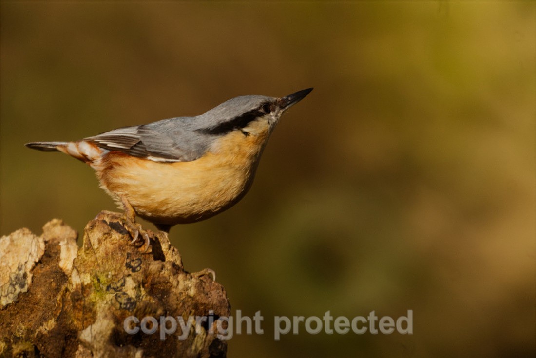 Nuthatch - Lackford Lakes - Suffolk - Birds