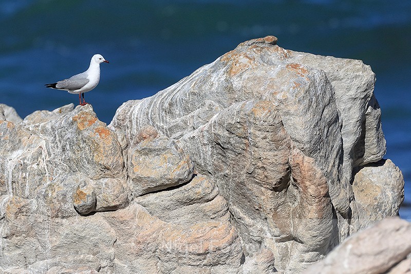 Hartlaub's Gull (adult), Stony Point Nature Reserve, South Africa - Hartlaub's Gull
