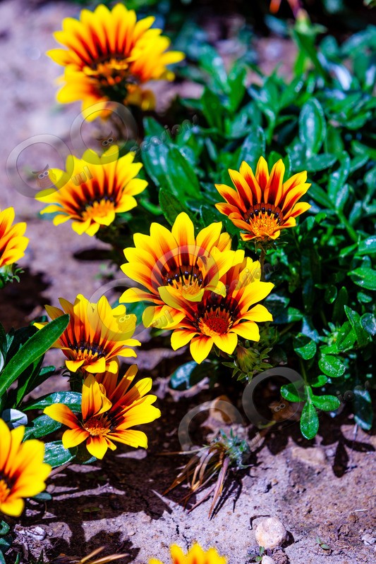 African Daisy Osteospermum fruticosum-3462 - Plants and trees