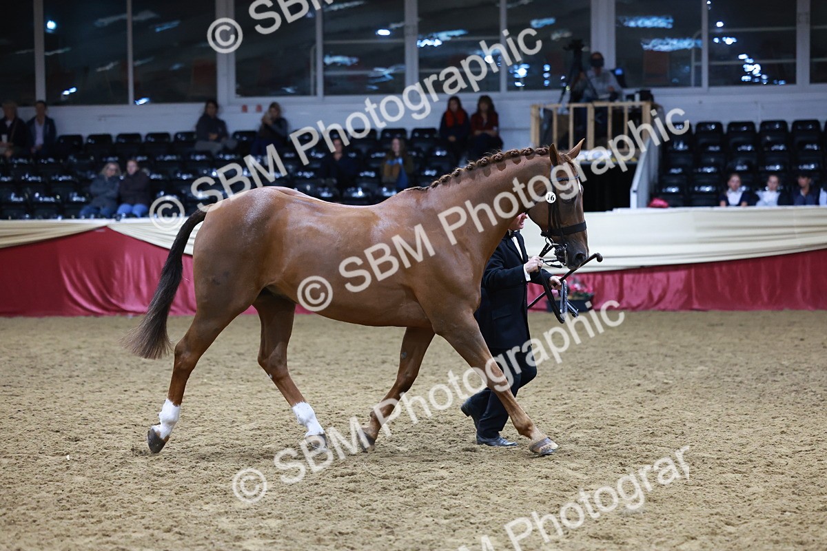 SBM_20486 - Class G - IH Large (over 148cm)Champ
