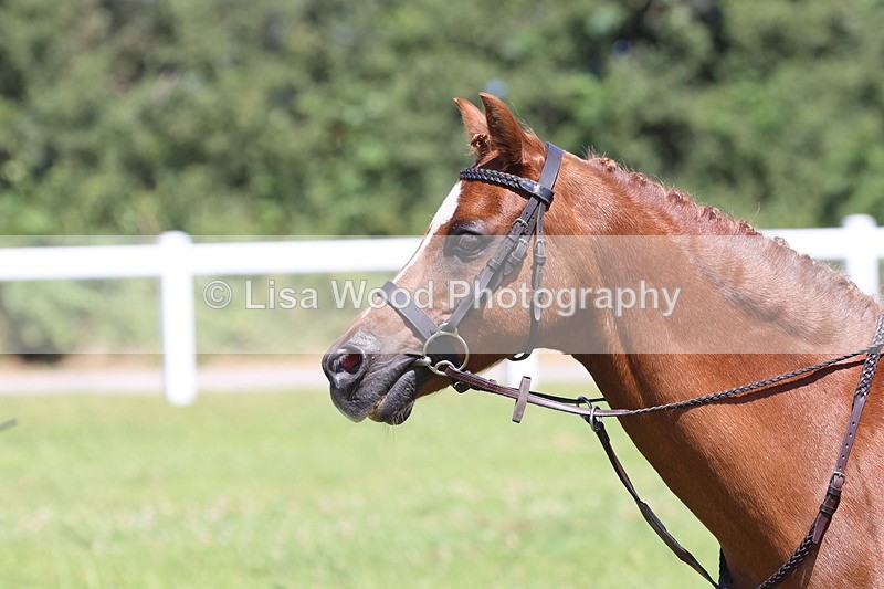 JPP_2237 - Class 20: Tiny Tots Working Hunter Pony