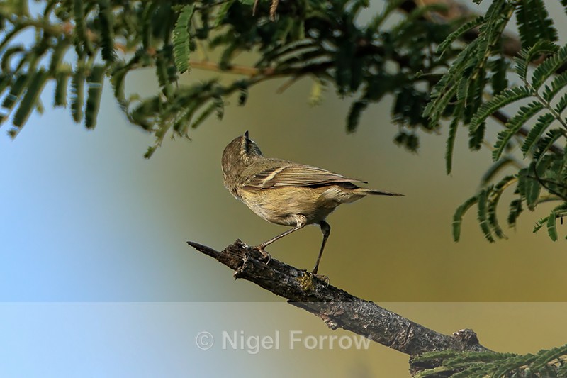 Hume's Leaf Warbler, Bandhavgarh Tiger Reserve, India - Hume's Leaf Warbler