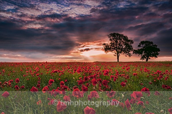 Poppies & Tree's - Yorkshire Countryside