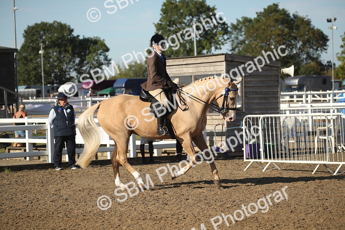 SBM_11309 - Class 501 -Riding Club Pony