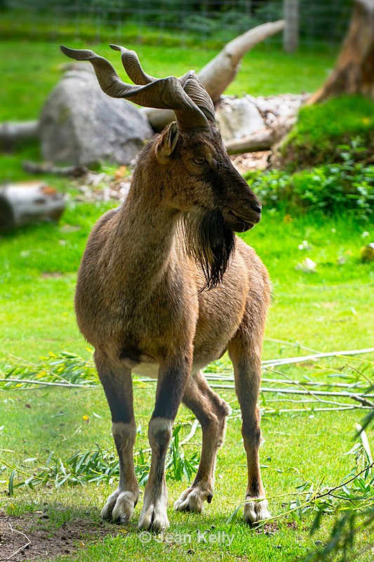 Turkmenian Markhor Goat, Screw-horn Goat - DSC_6815 - Goats