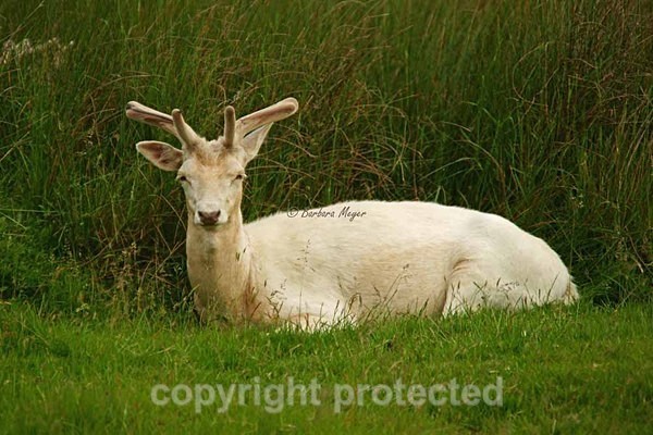 Fallow Deer resting - Bradgate Park - Bradgate Park