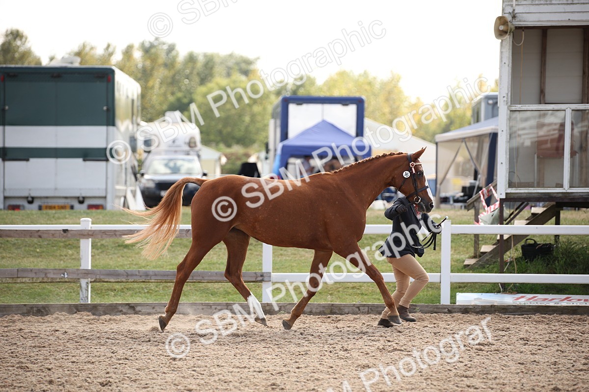 SBM_07066 - Class 25 IH Foreign Breeds- Pure bred