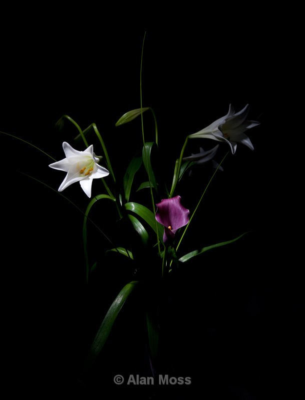 Lillies - Still Life & Tabletop